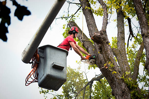 Trusted Paradise, CA Tree Care  Experts